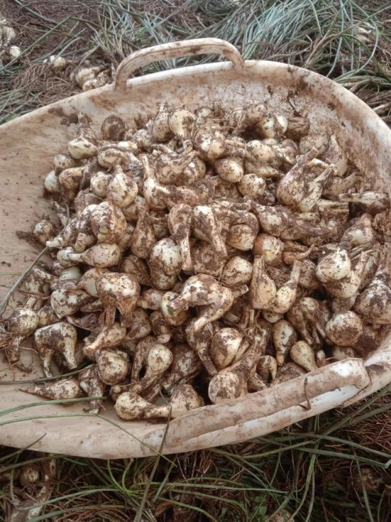 云南省红河州开远市碑格乡千亩的珍珠藠头大量经销