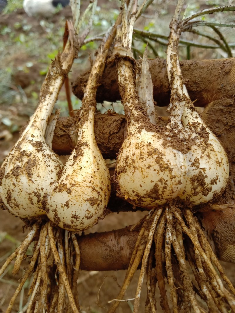 云南省红河州开远市碑格乡千亩的珍珠藠头大量经销
