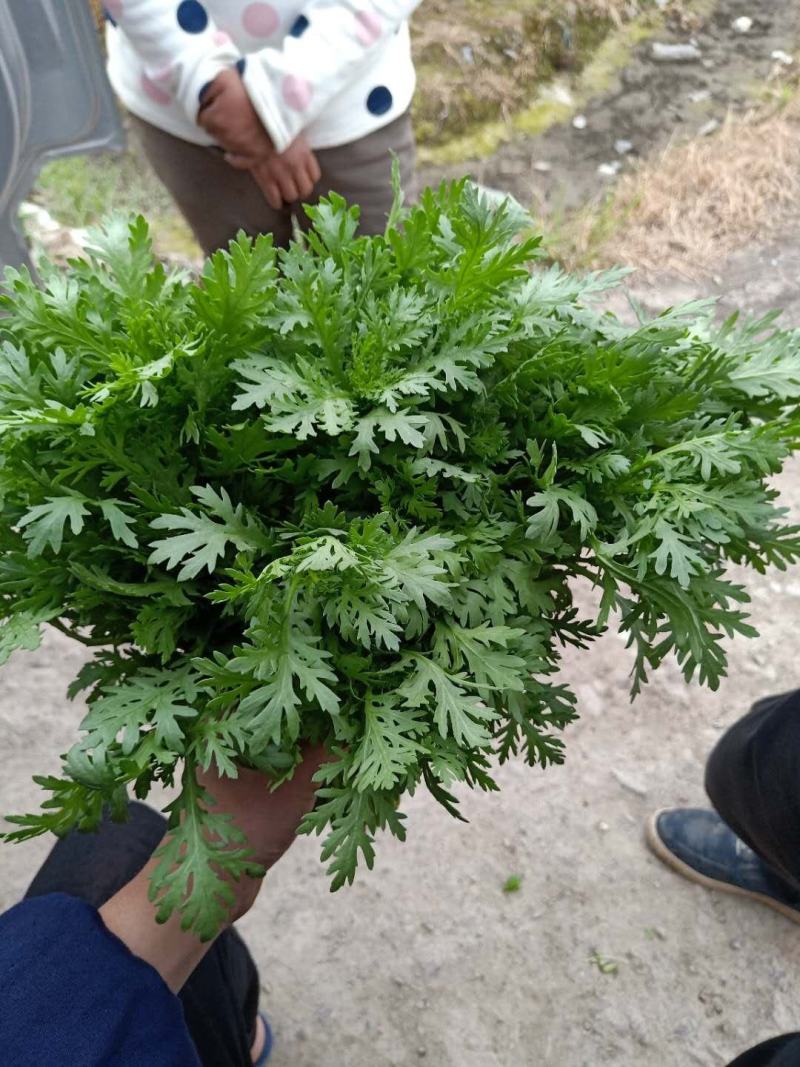 光杆光杆茼蒿种子，500克，鲜嫩浓香