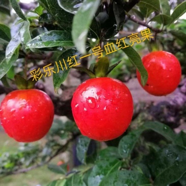 金弹子盆景素材，嫁接的血红品种