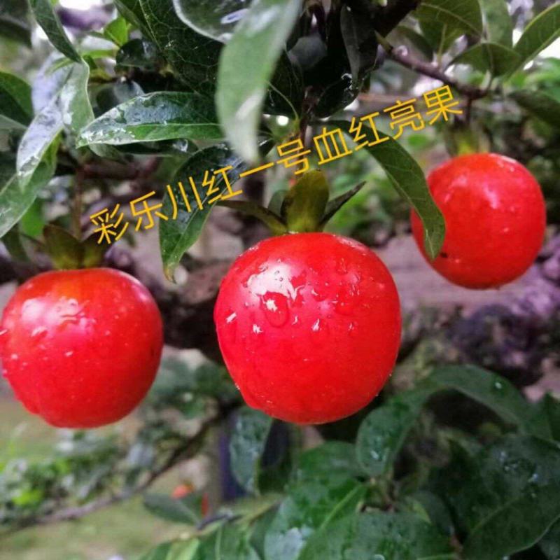 金弹子盆景素材，嫁接的血红品种