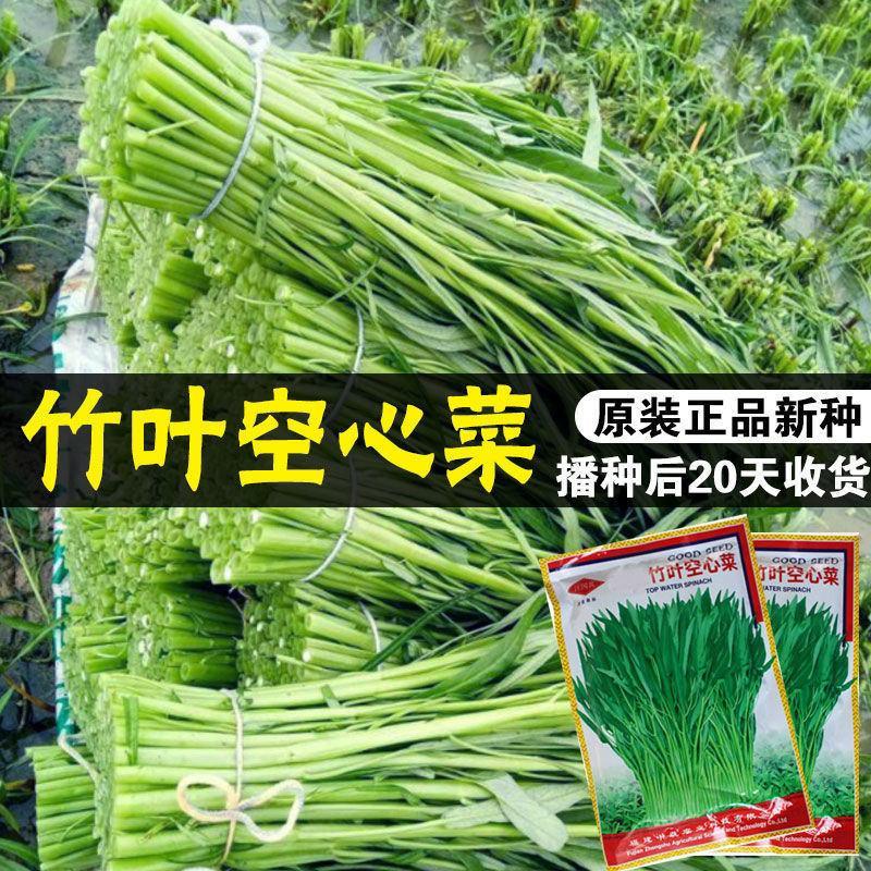 竹叶空心菜种子，500克