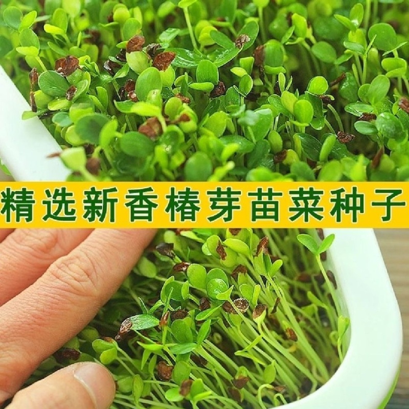 香椿种子香椿籽芽苗菜水培种植盆安康红油香椿树苗香椿芽四季