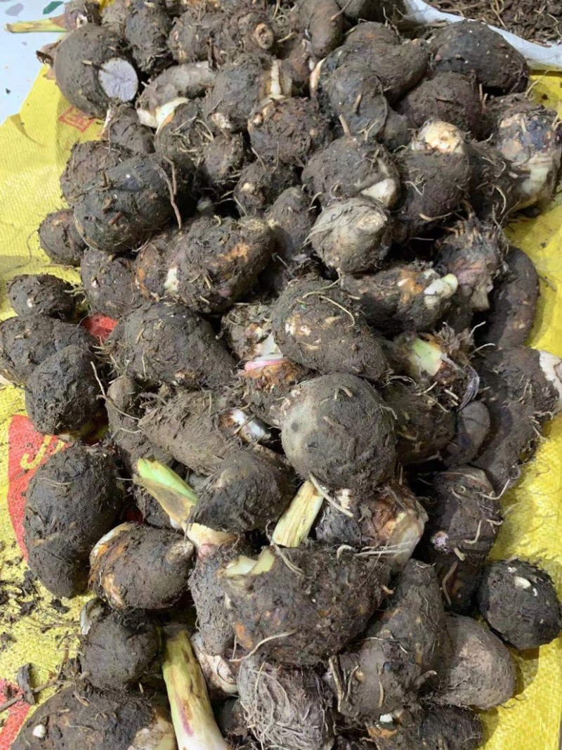 香芋籽