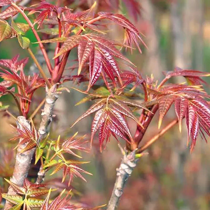 香椿种子香椿籽芽苗菜水培种植盆安康红油香椿树苗香椿芽四季