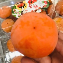 产区直购七月黄代加工可以直接打成脆柿可直接食用支持一件发