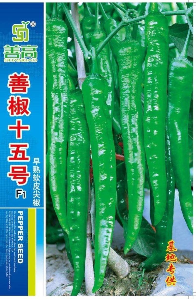 善椒十五号早熟软皮尖椒种子，1000粒