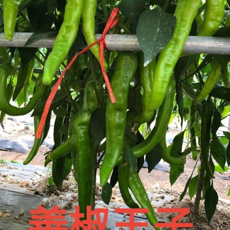 善椒十五号早熟软皮尖椒种子，1000粒