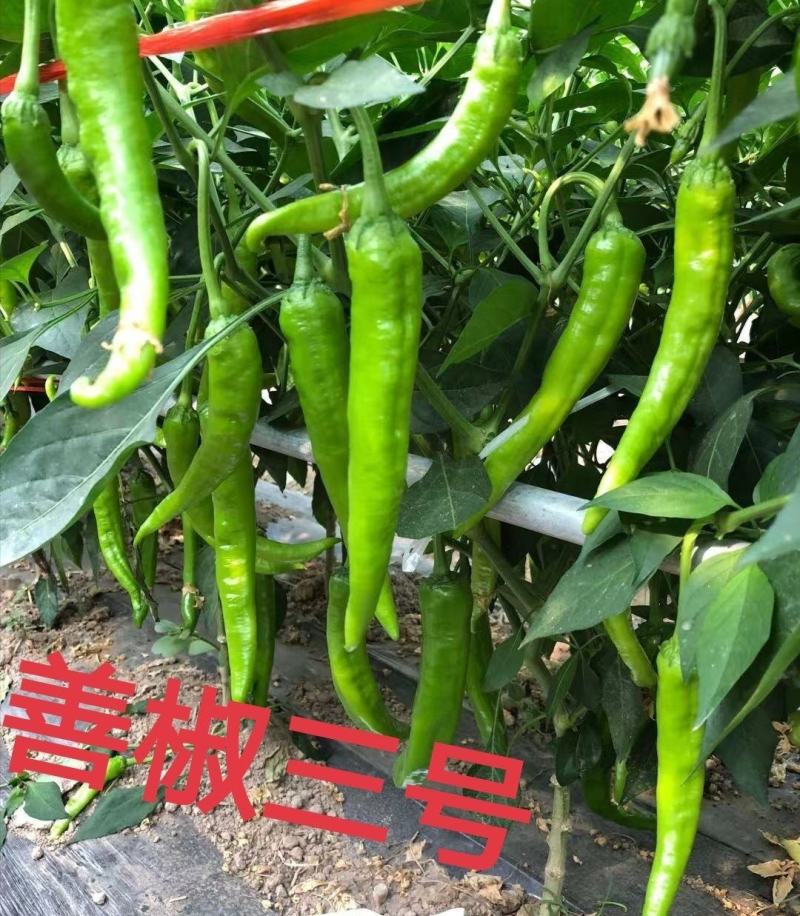 善椒十五号早熟软皮尖椒种子，1000粒