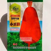 小五樱萝卜种子早熟品种高产抗病红皮萝卜种子优质良种