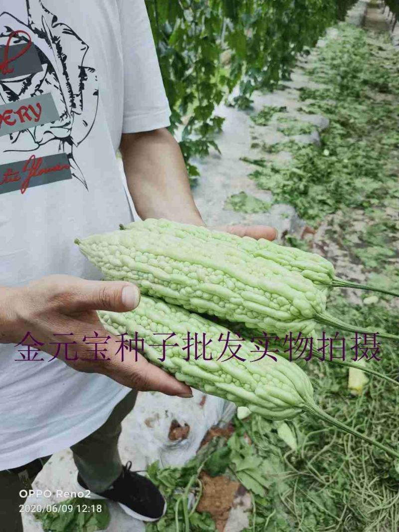 珍翠k30杂交苦瓜种子，10克