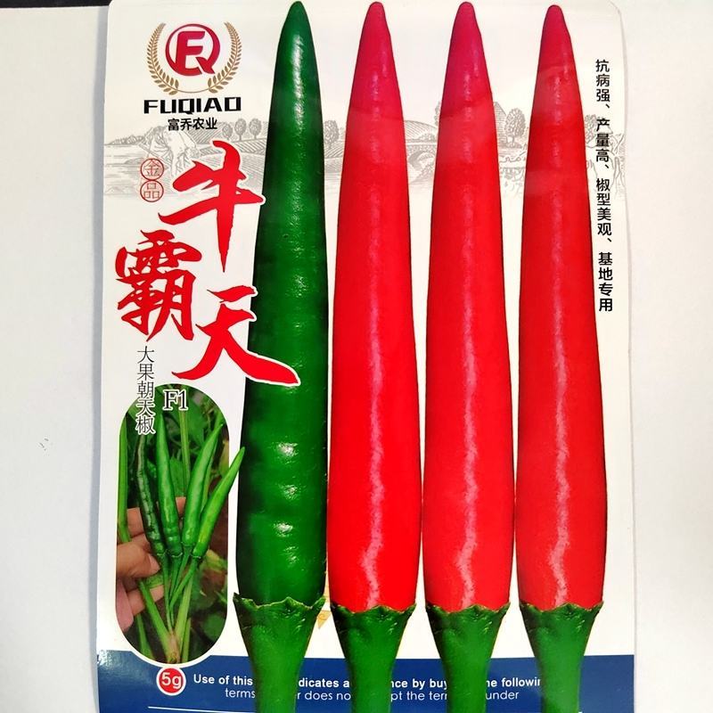 牛霸天朝天椒种子，1000粒