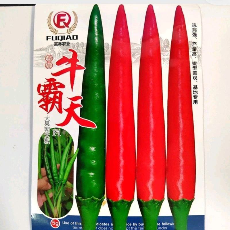牛霸天朝天椒种子，1000粒