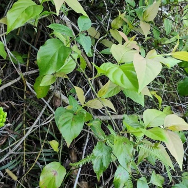 大山药材大茶藤草茎叶钩吻猪人参喂猪草药斤勾吻