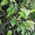 大山药材大茶藤草茎叶钩吻猪人参喂猪草药斤勾吻