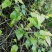 大山药材大茶藤草茎叶钩吻猪人参喂猪草药斤勾吻