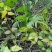 大山药材大茶藤草茎叶钩吻猪人参喂猪草药斤勾吻