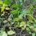 大山药材大茶藤草茎叶钩吻猪人参喂猪草药斤勾吻