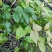 大山药材大茶藤草茎叶钩吻猪人参喂猪草药斤勾吻