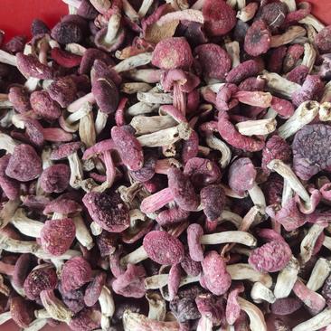 一斤批发红菇原产地野生红菇干货红蘑菇红椎菌包邮红菇