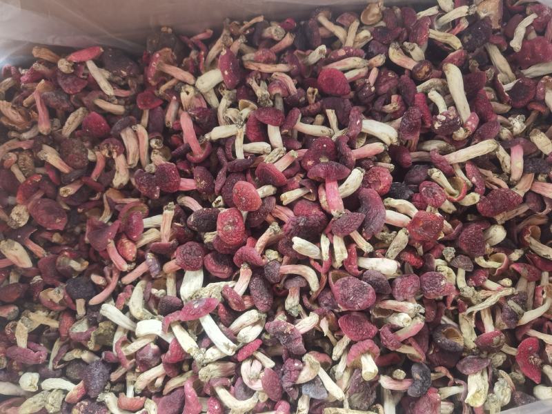 一斤批发红菇原产地野生红菇干货红蘑菇红椎菌包邮