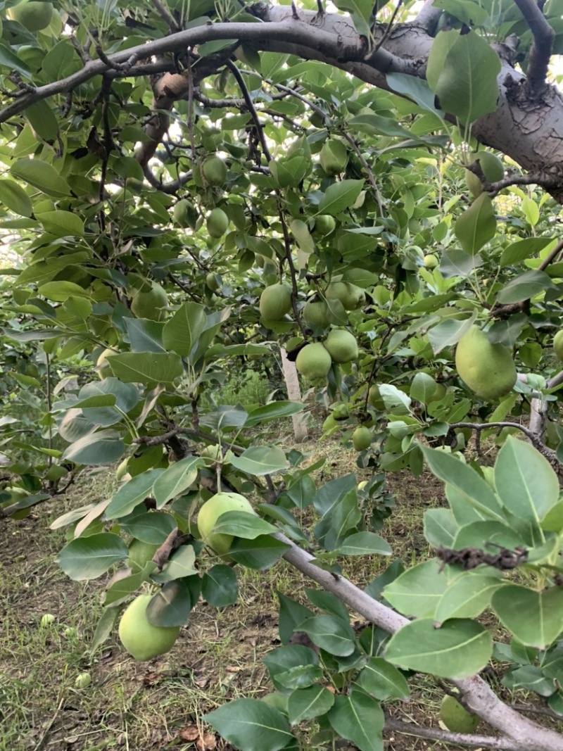 早酥梨嘎嘎甜，咯咯脆，有多年管理经验的老师管理，无病虫害