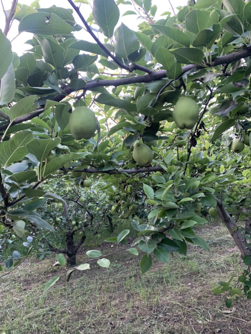 早酥梨嘎嘎甜，咯咯脆，有多年管理经验的老师管理，无病虫害