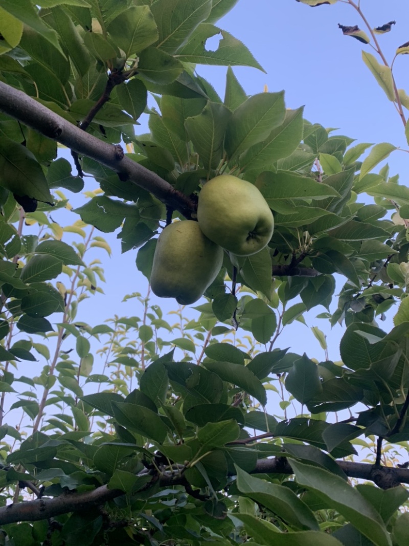 早酥梨嘎嘎甜，咯咯脆，有多年管理经验的老师管理，无病虫害