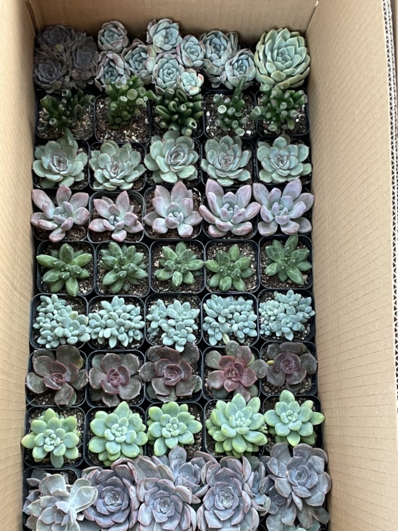 多肉植物