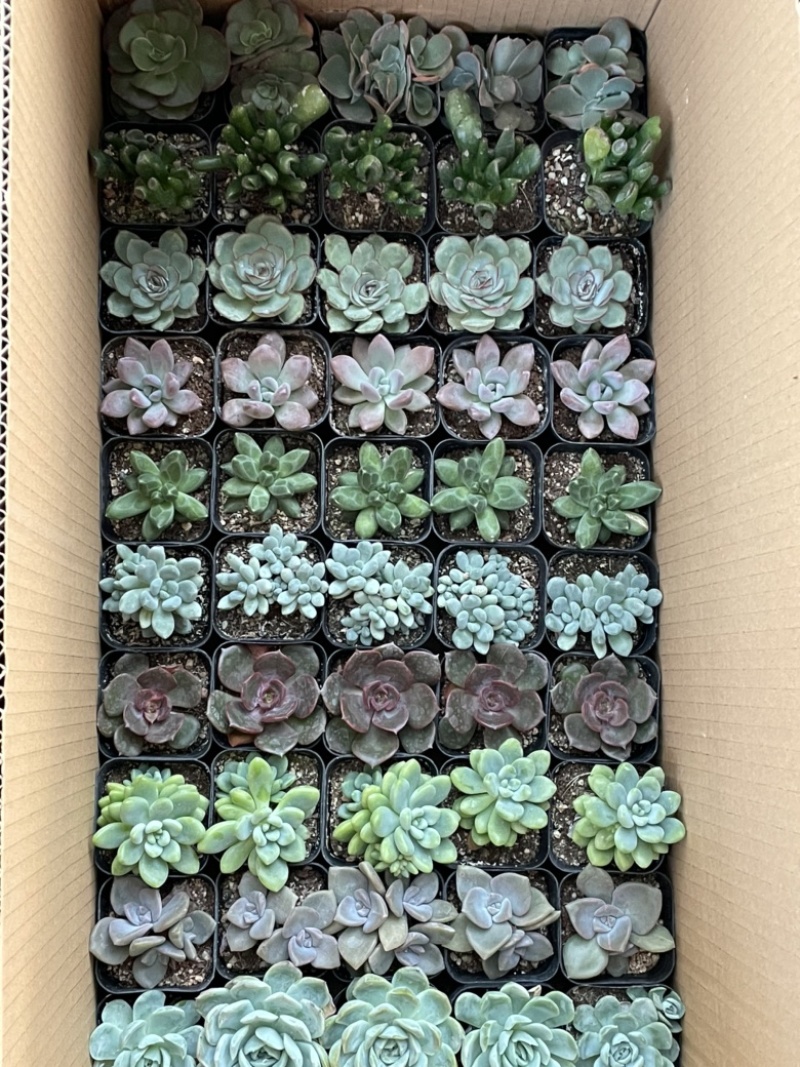 多肉植物