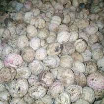 云南楚雄南华兔街薄皮核桃味道纯正绿色健康食品
