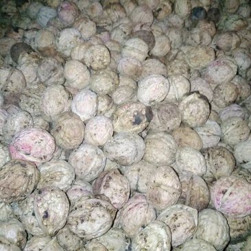 云南楚雄南华兔街薄皮核桃味道纯正绿色健康食品