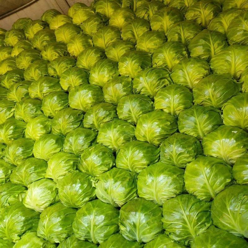 张北甘蓝大量上市中！