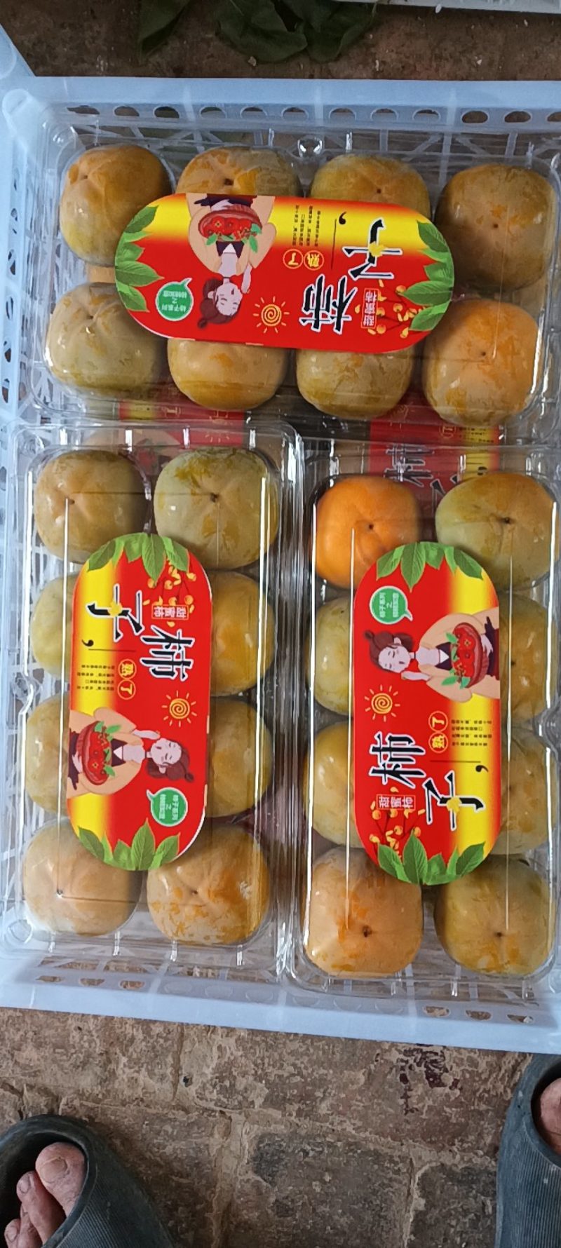 大荔精品七月黄柿子