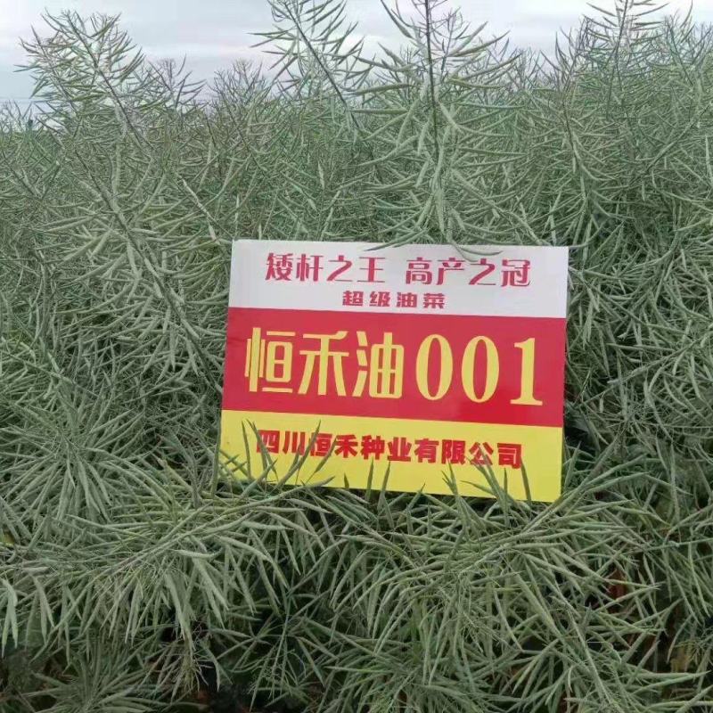 高产杂交油菜种子抗倒性强含油量高分支多