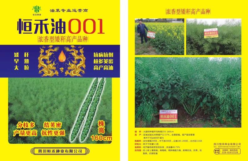 高产杂交油菜种子抗倒性强含油量高分支多