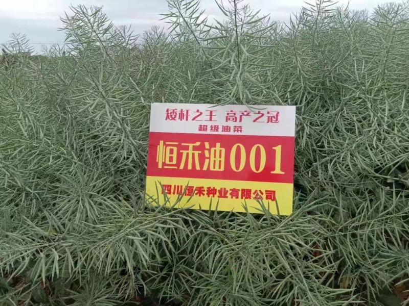 高产杂交油菜种子抗倒性强含油量高分支多