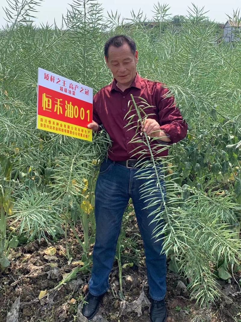 高产杂交油菜种子抗倒性强含油量高分支多
