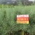 高产杂交油菜种子抗倒性强含油量高分支多