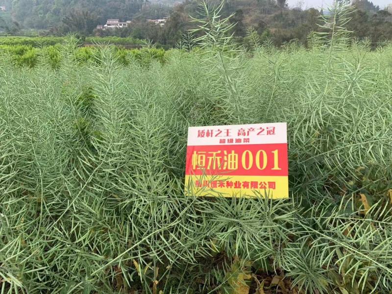 高产杂交油菜种子抗倒性强含油量高分支多