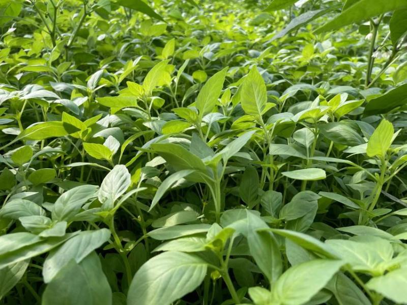 大叶荆芥，质量好。价格优惠便宜，需要联系！