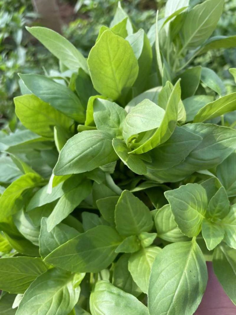 大叶荆芥，质量好。价格优惠便宜，需要联系！