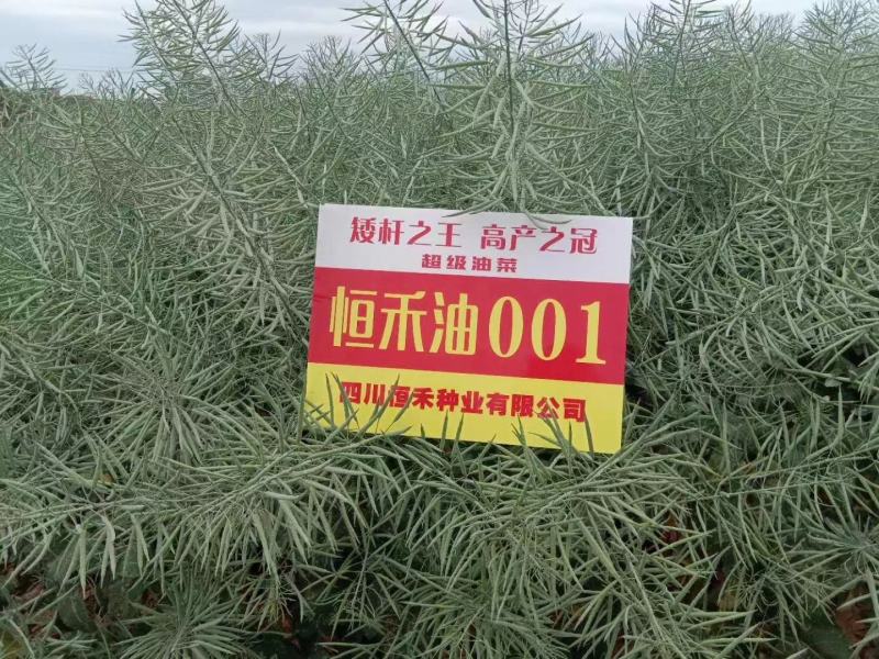 高产杂交油菜种子抗倒性强含油量高分支多