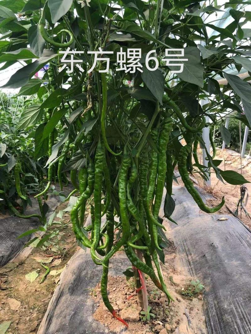 东方螺6号细螺丝线椒种子，1000粒