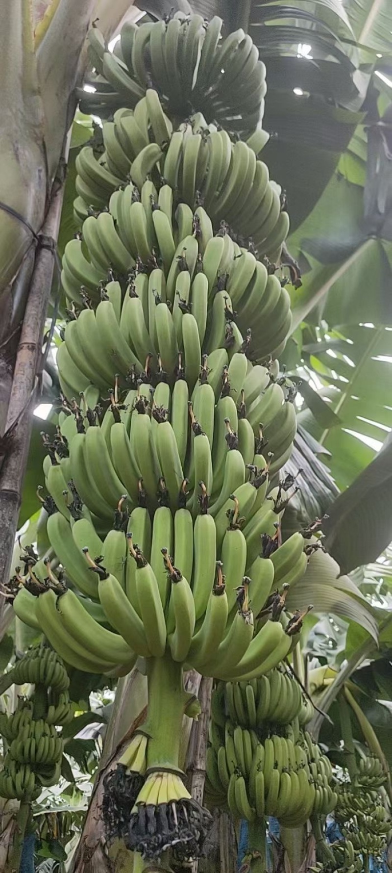 好品种巴西香蕉苗