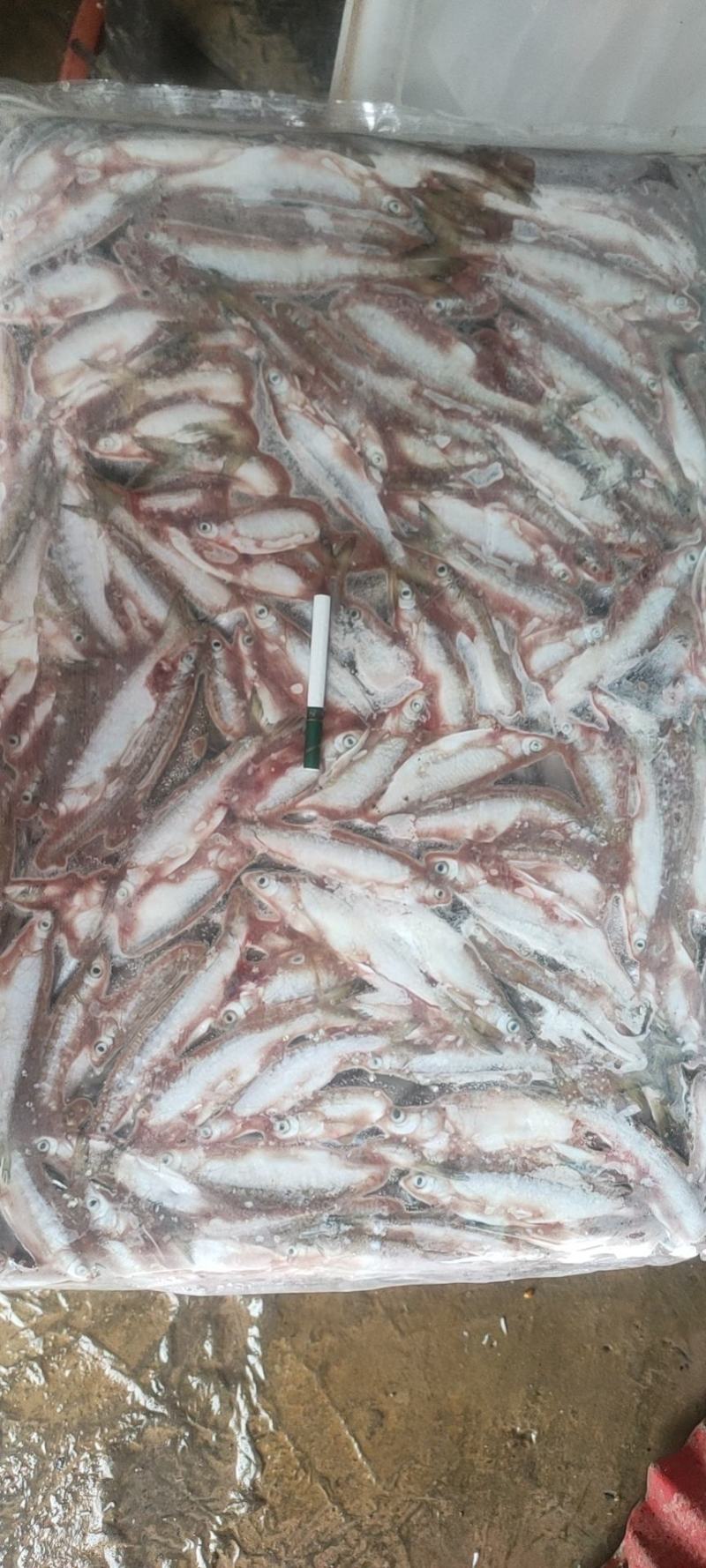 大量销售白条鱼鲫鱼白脸银鱼虾黄鱼常年批发