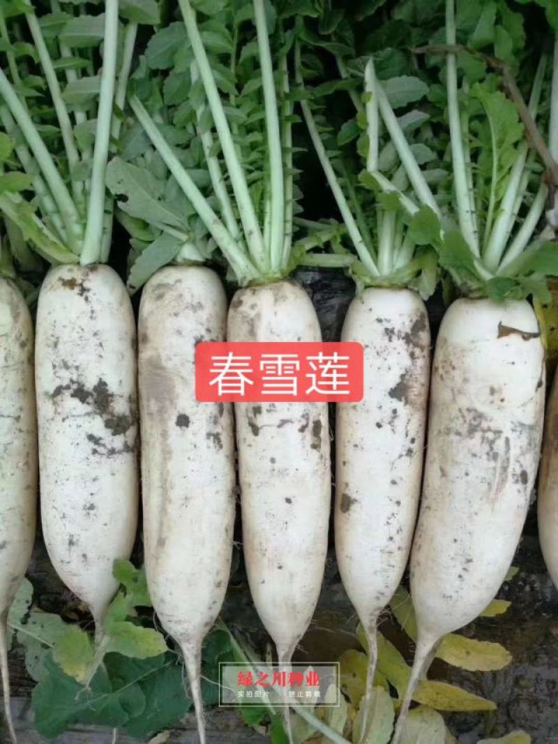 韩国进口杂交白萝卜种子春雪莲白萝卜早熟春秋白萝卜种籽