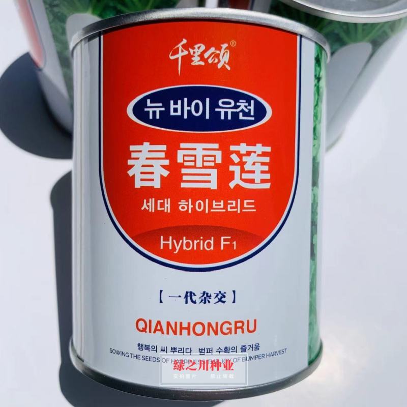 韩国进口杂交白萝卜种子春雪莲白萝卜早熟春秋白萝卜种籽