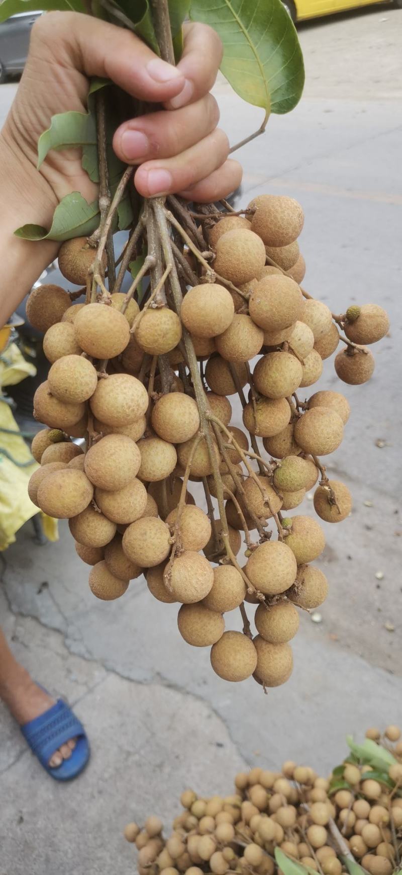 广西平南正宗石硖龙眼，核小肉多，脆甜可口一手货源价格实惠