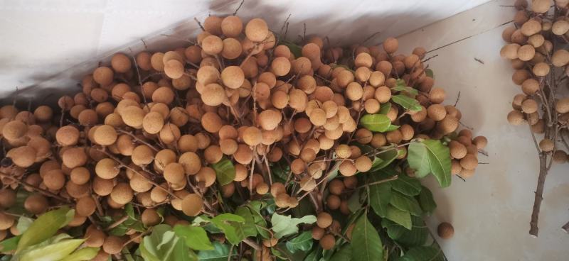 广西平南正宗石硖龙眼，核小肉多，脆甜可口一手货源价格实惠